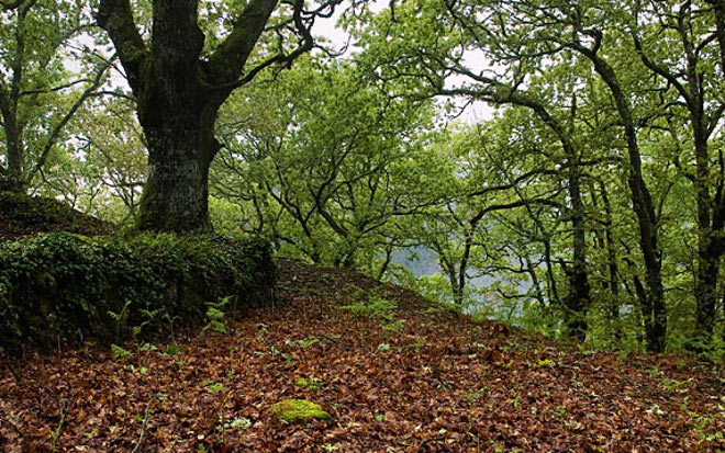 Los bosques del sur de Europa pierden más hojas