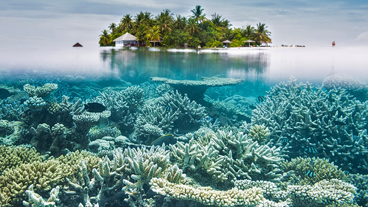 Corales Maldivas