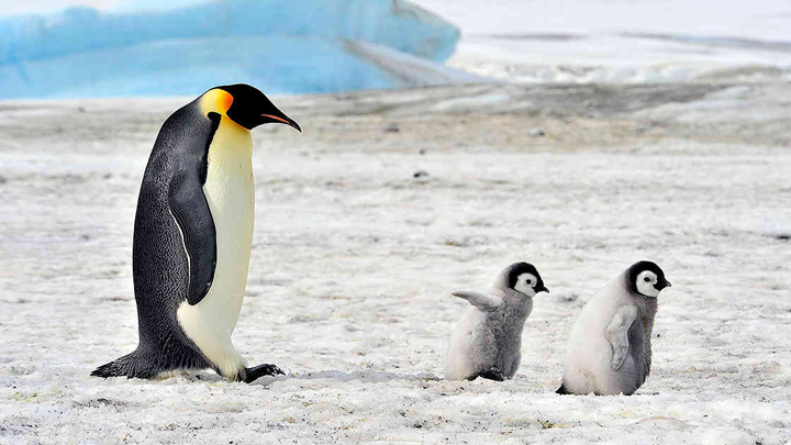 pinguinos-rey