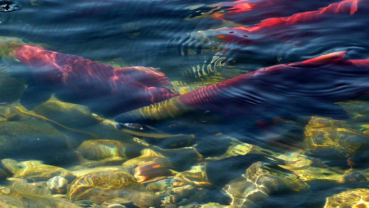 salmon-rojo