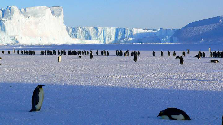 pinguinos-antartida